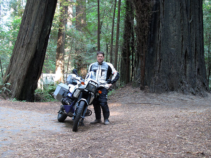Redwoods, Avenue of the giants