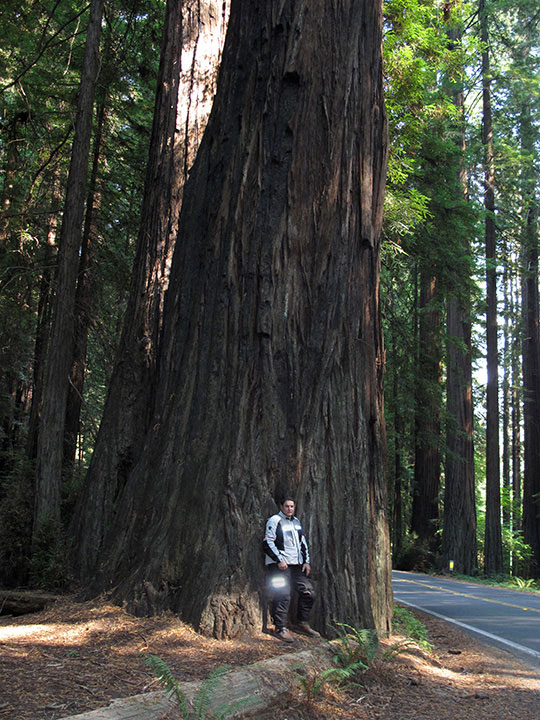 Redwoods, Avenue of the Giants